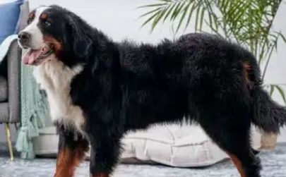 Kúpim pudla,labradora.......