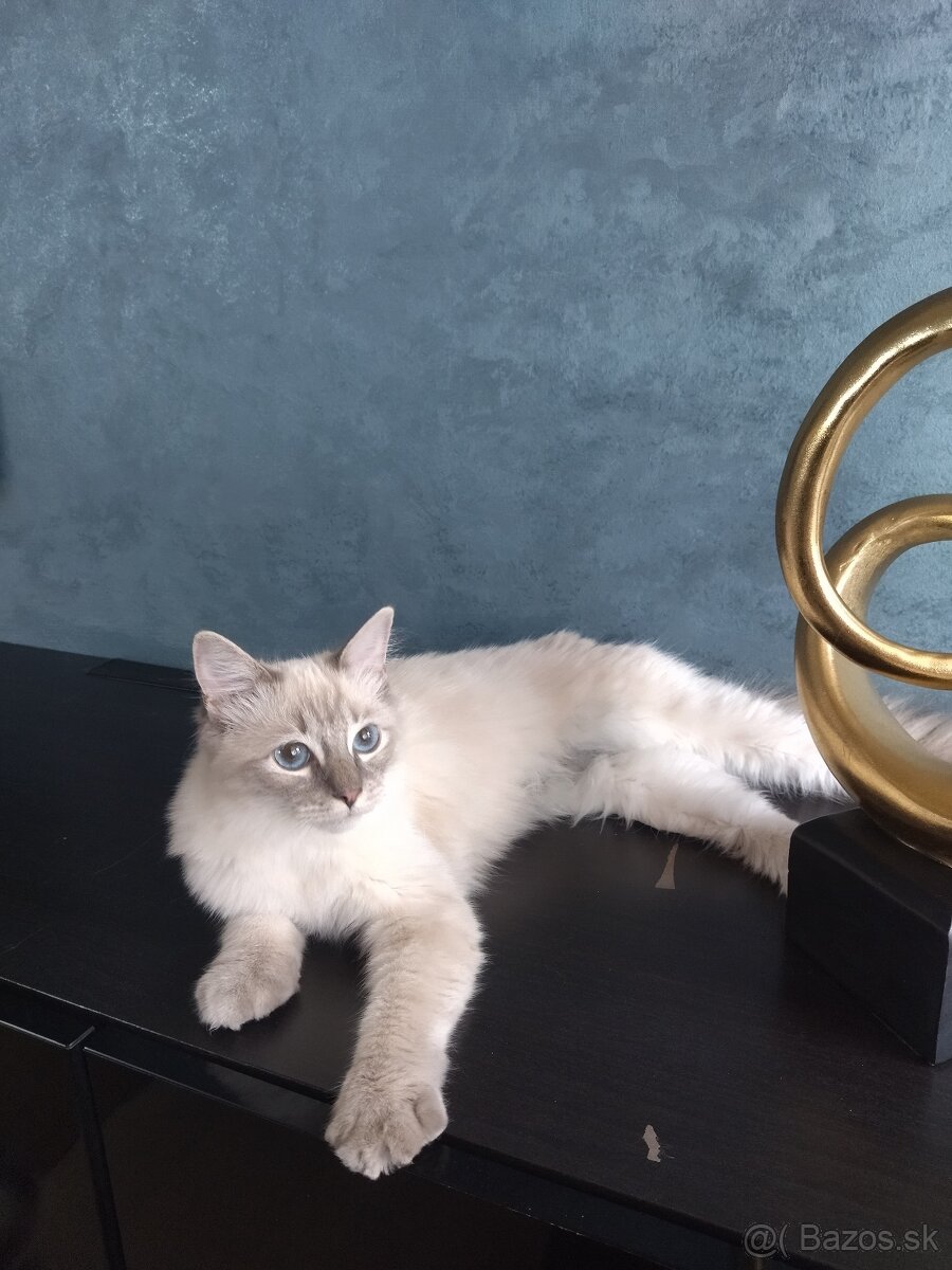 Ragdoll bez PP