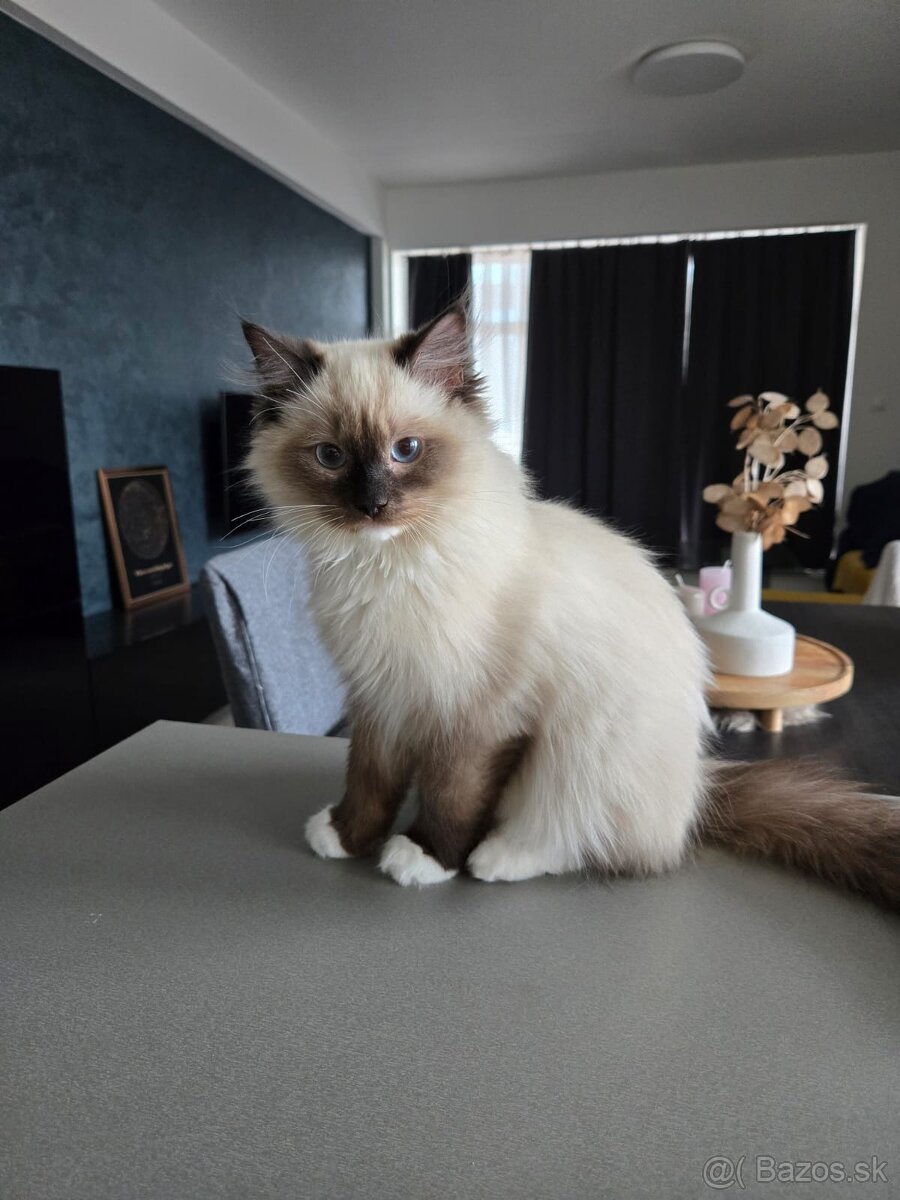 Ragdoll bez PP
