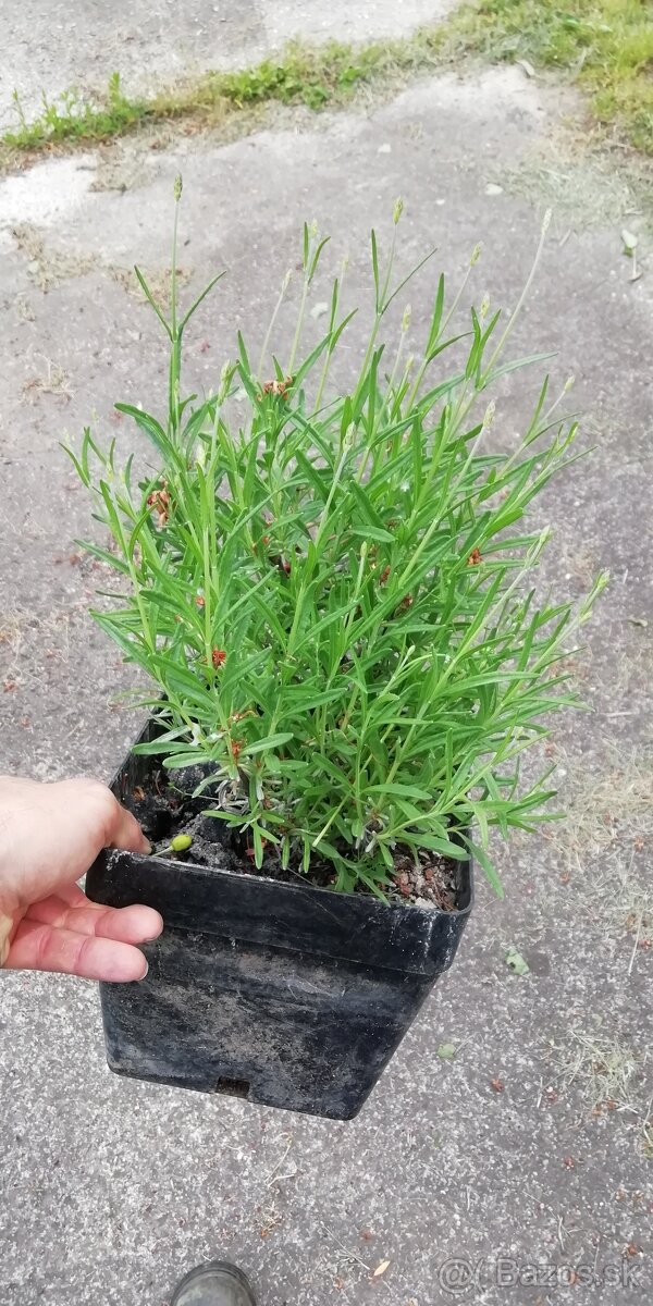 Levandula
