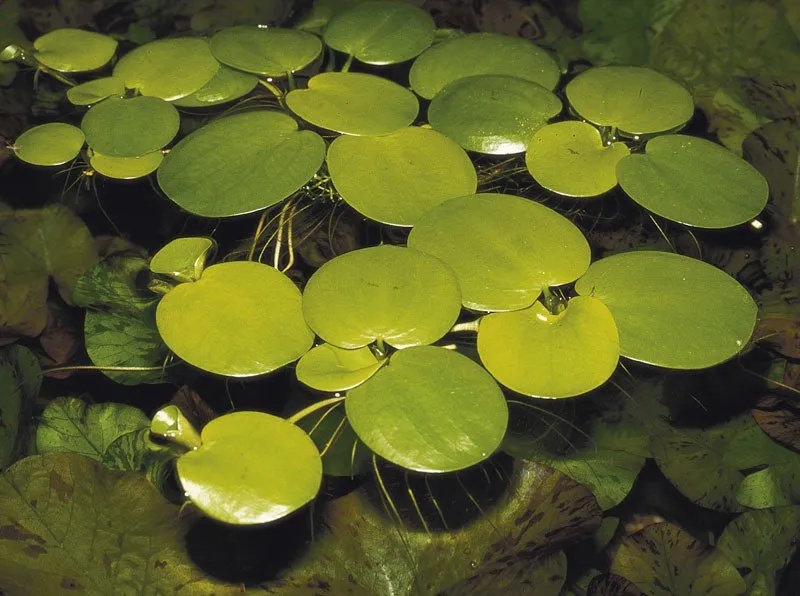 Limnobium laevigatum - plávajúca rastlina