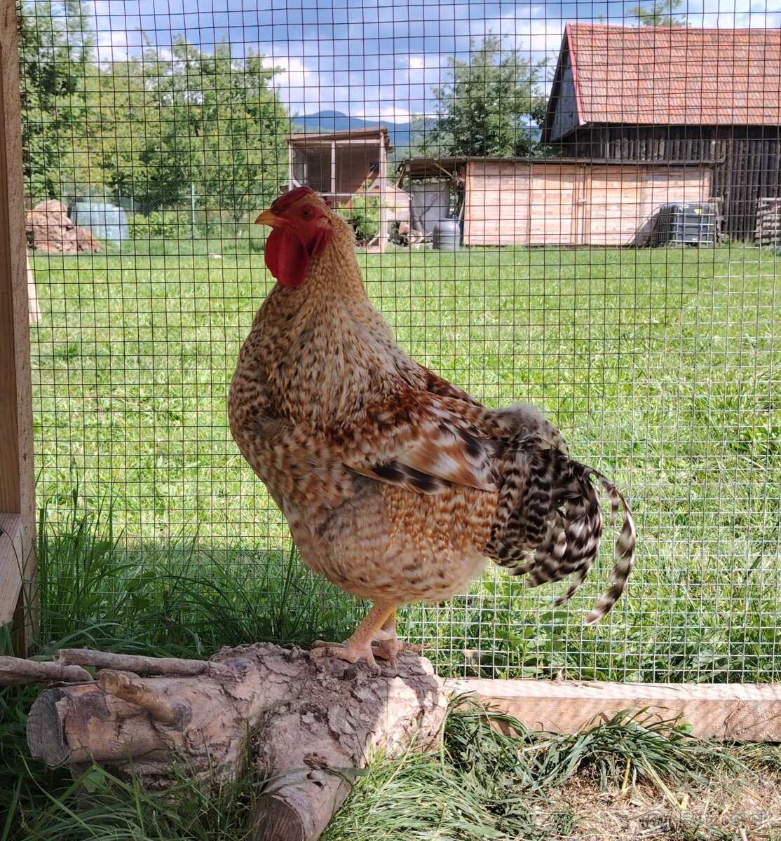 Predám kohúta Oravky rodofarebnej