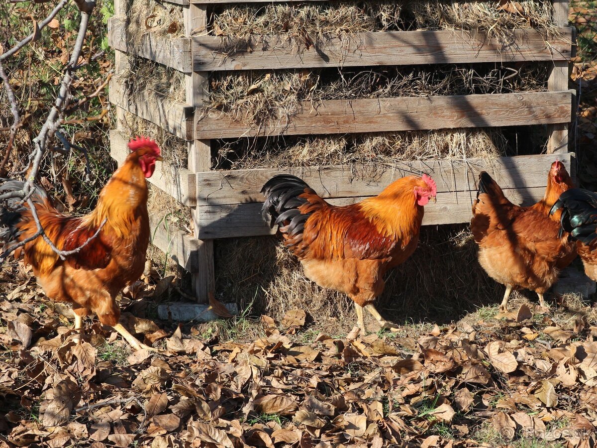Predám kohúty Hempšír