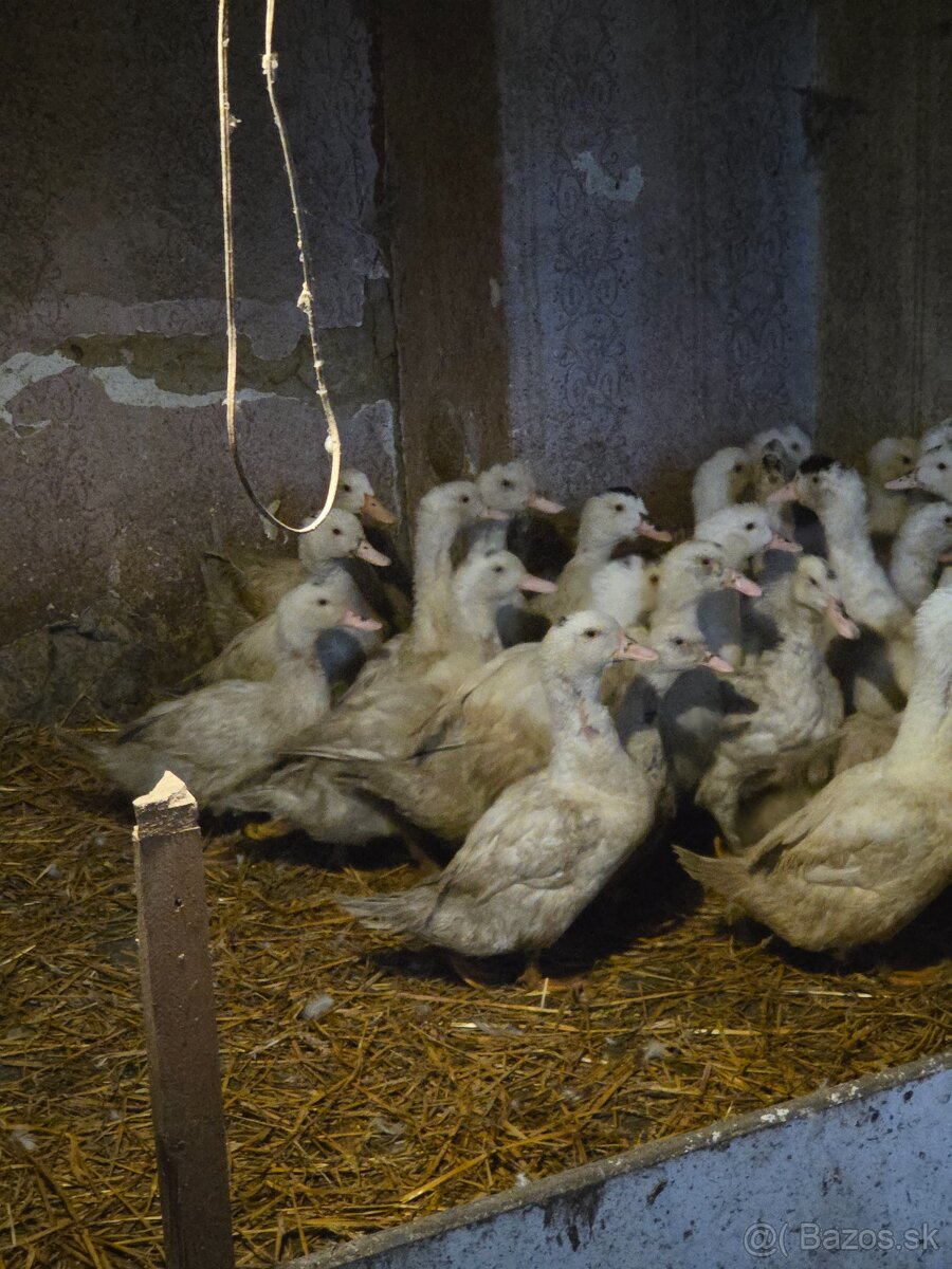 Predám mulardy-husokacky