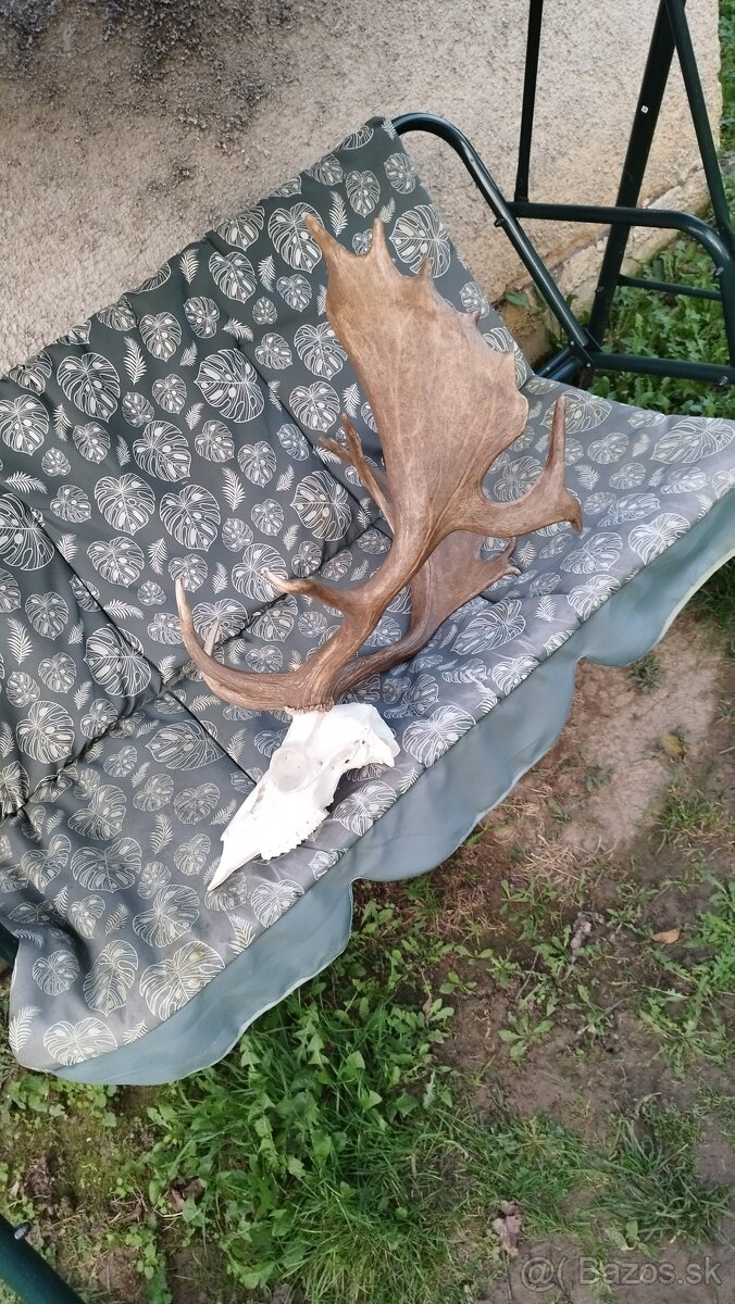 Predám trofej strieborný Daniel.  Parožie zhody trofeje.