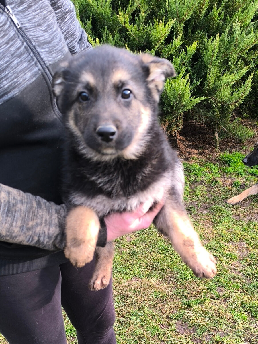 Nemecky ovčiak šteniatka