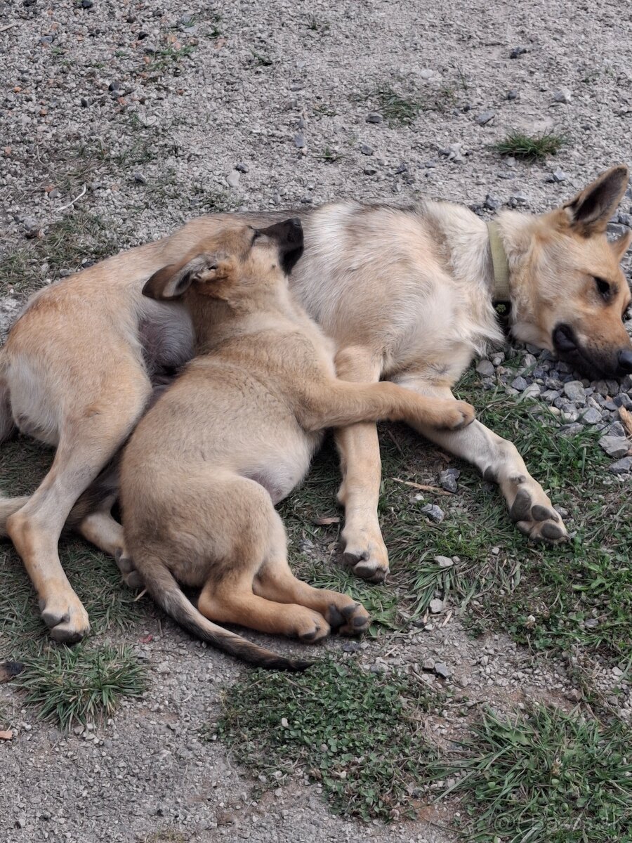 Československý vlčiak...