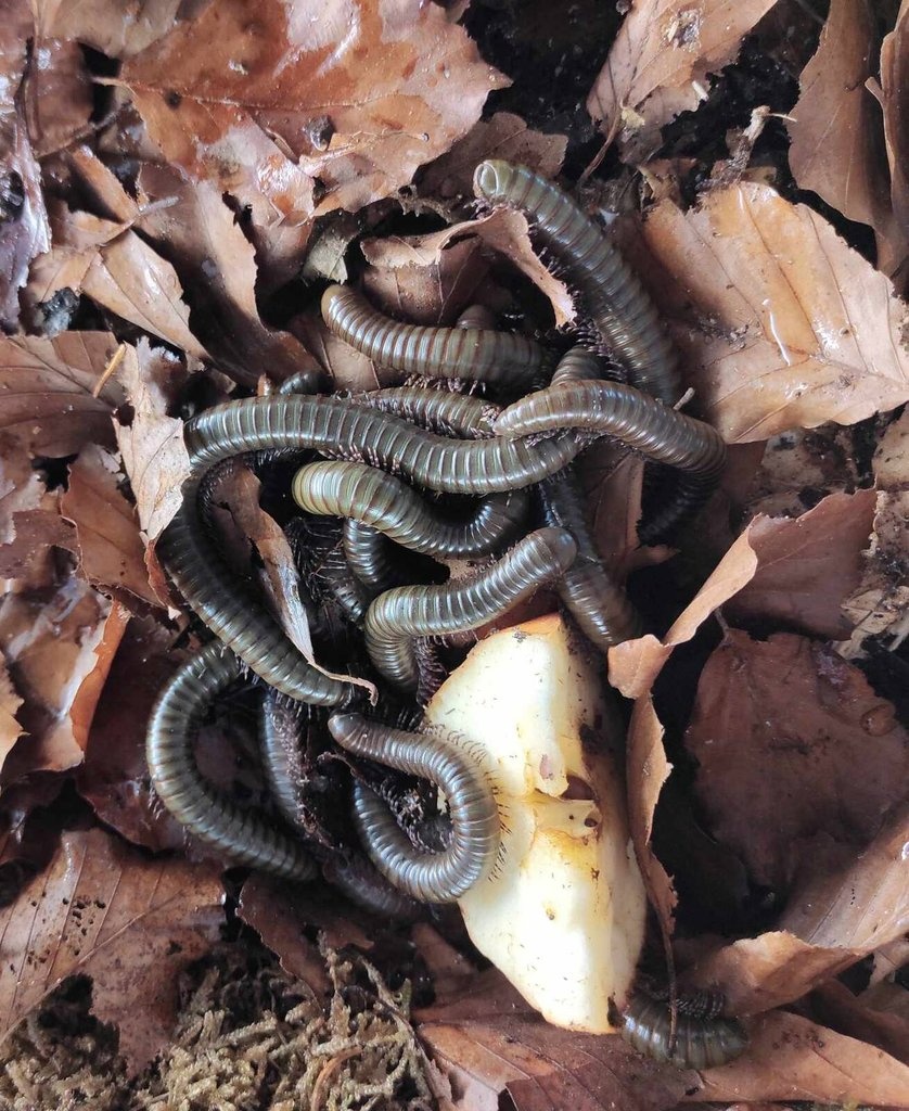 Telodeoinopus aoutii