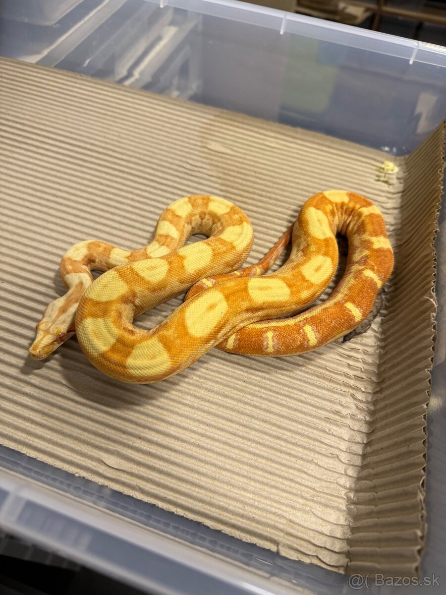 Boa Constrictor