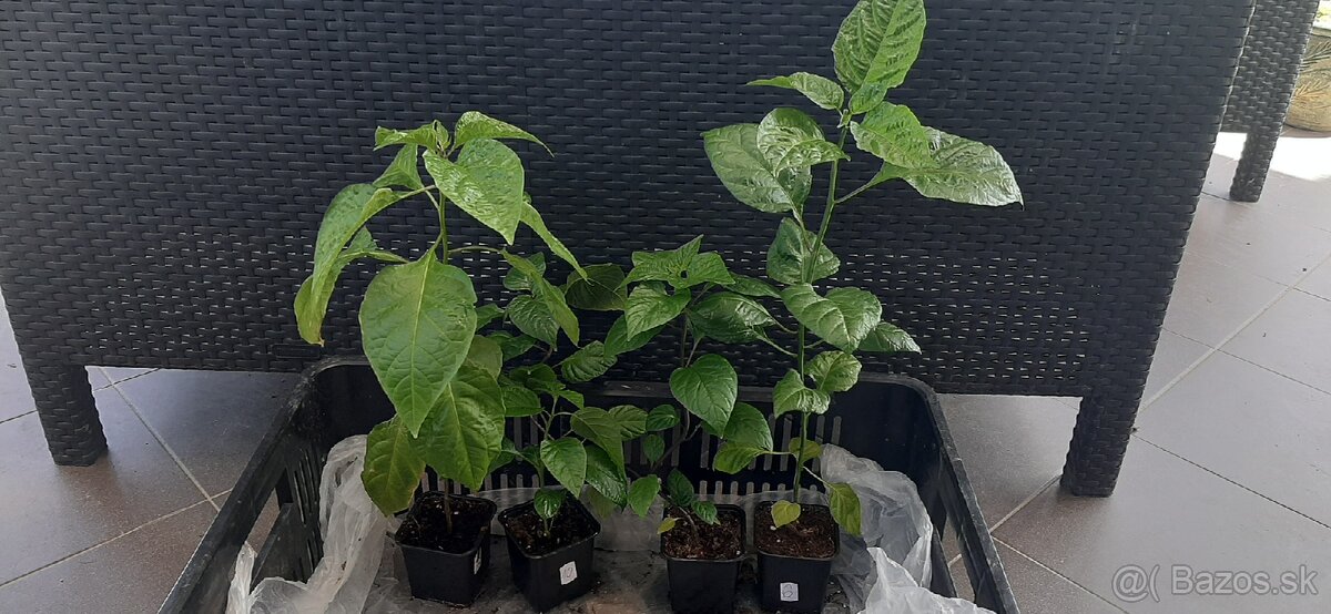 Chilli priesady