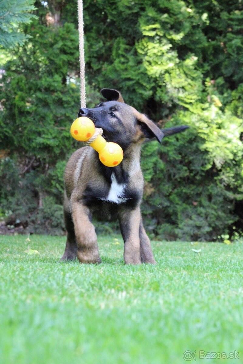 Predám sučku Belgického Ovčiaka Malinois