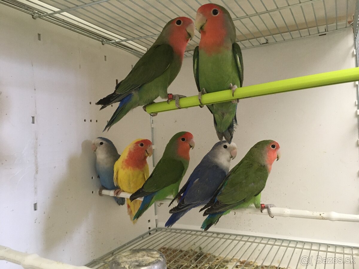Agapornis Ružovohrdlý
