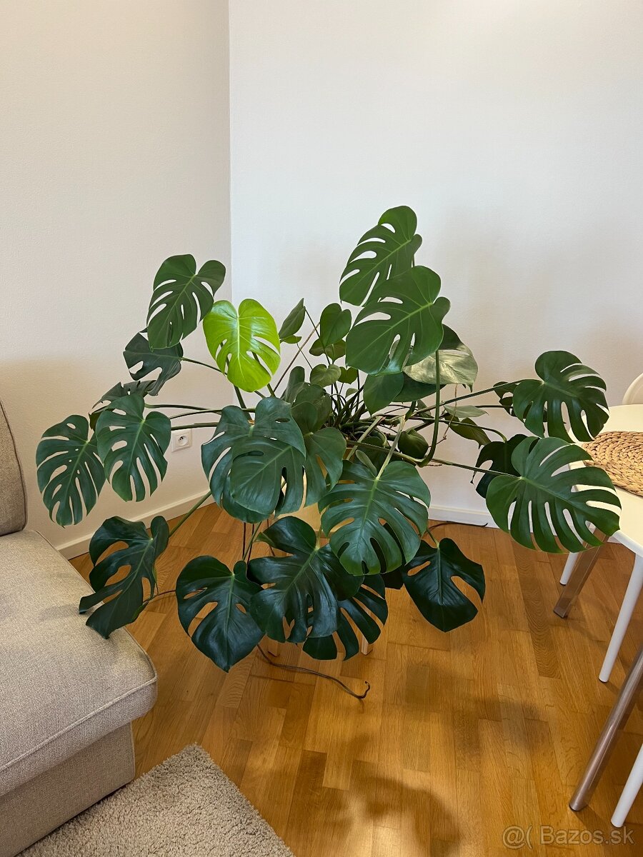 Monstera