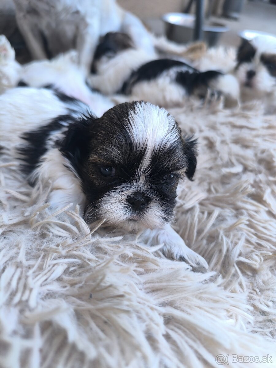 Predám šteniatka Shi-tzu ši-cu šicu shihtzu