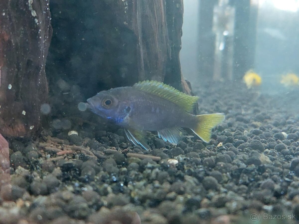 Cichlidy