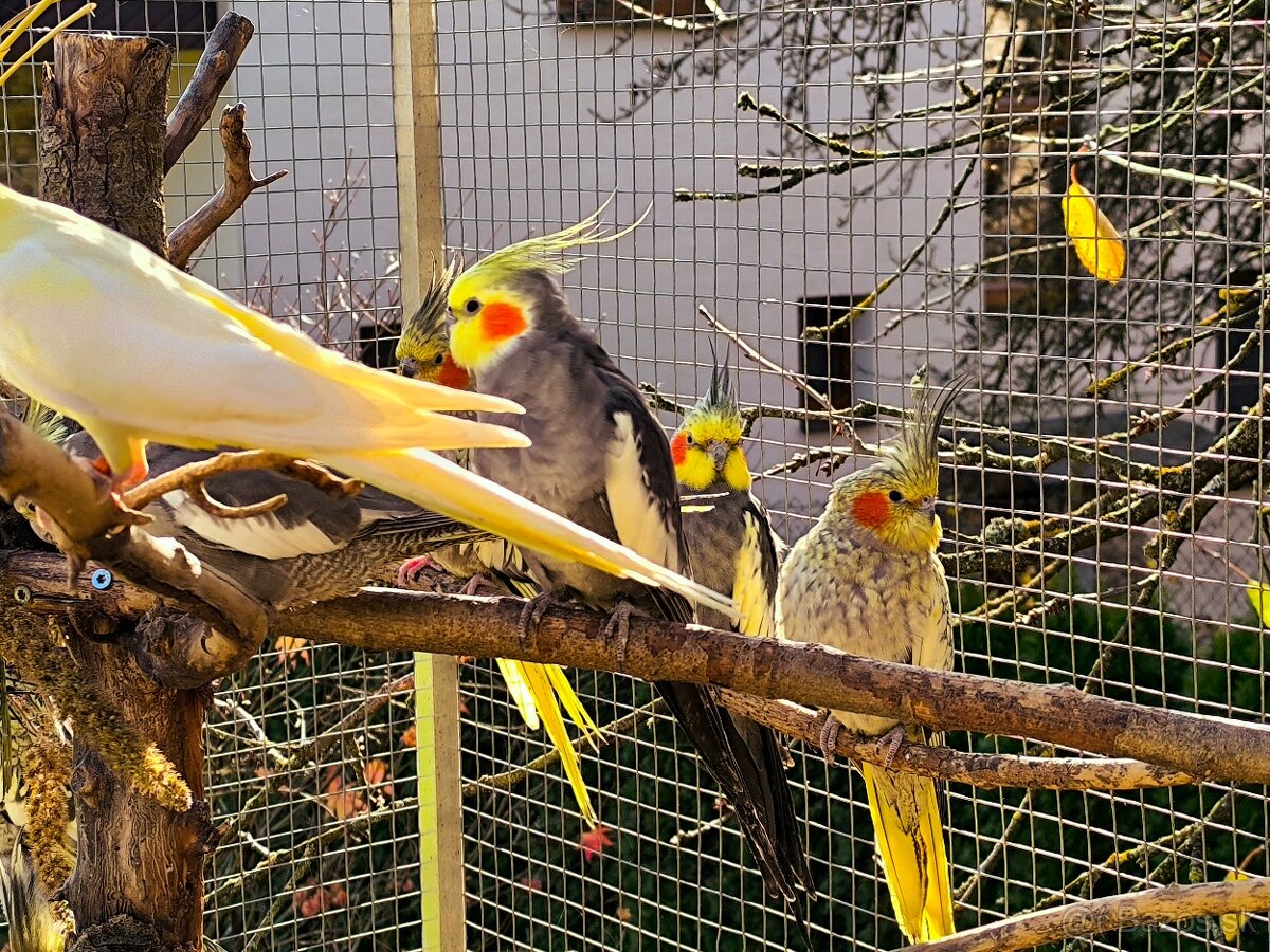 Korely výstavný typ