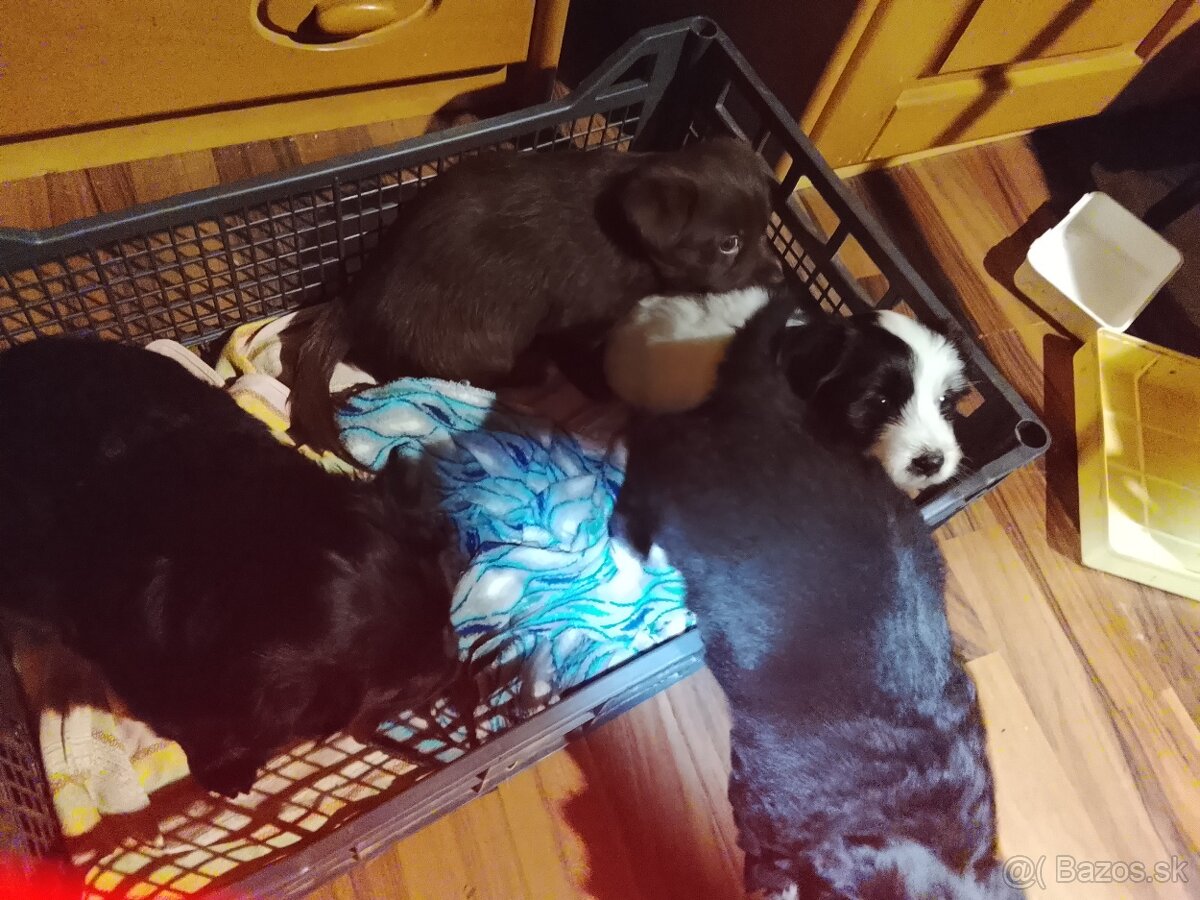 Darujem krásne šteniatka