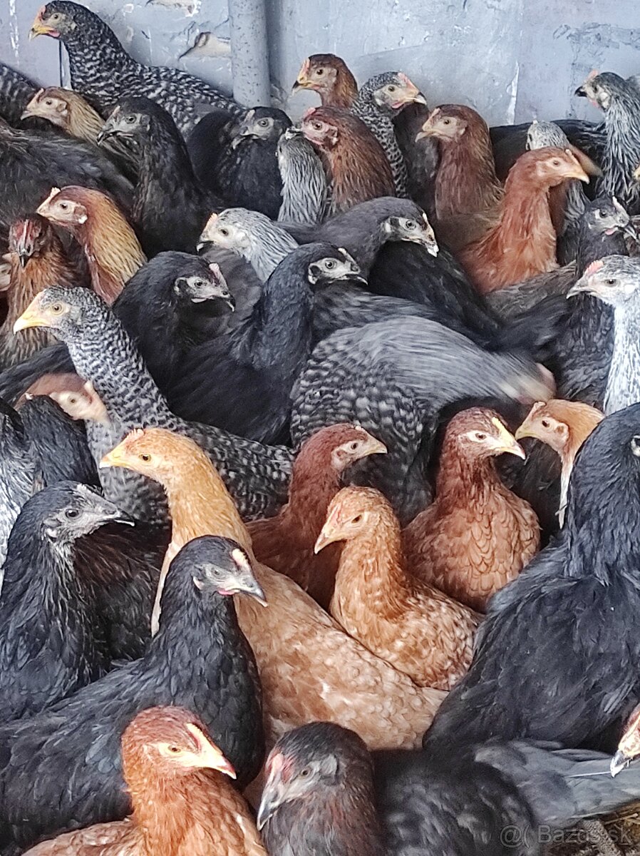 Kuričky-mládky