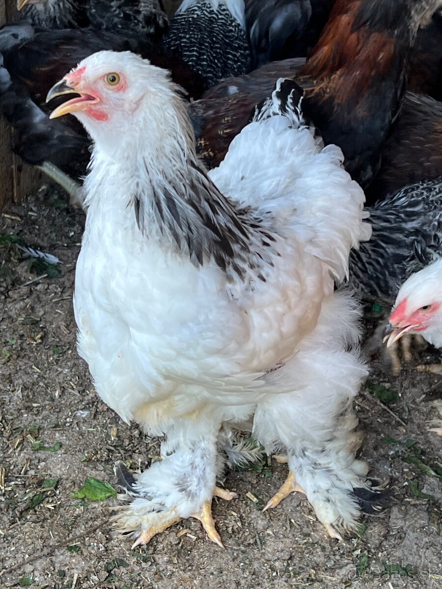 Brahmanky