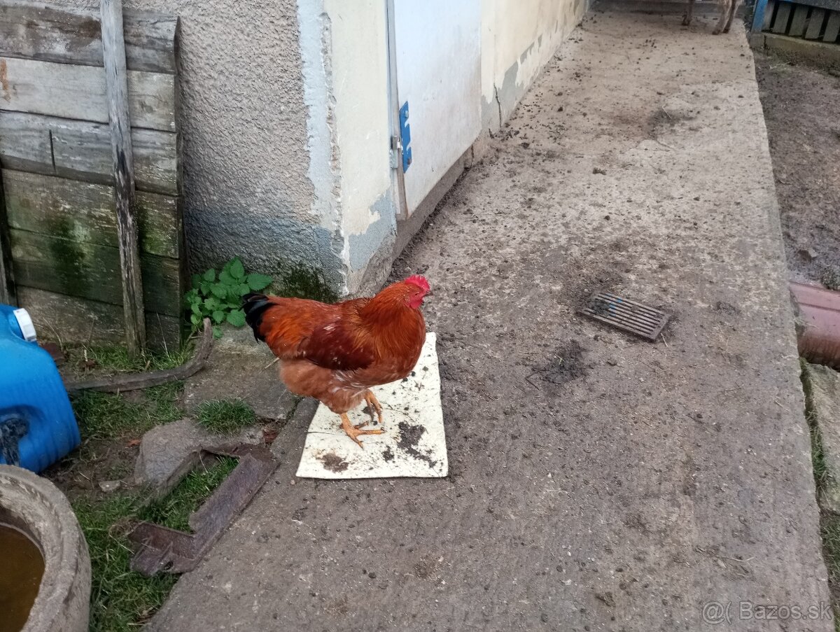 Predám kohutou