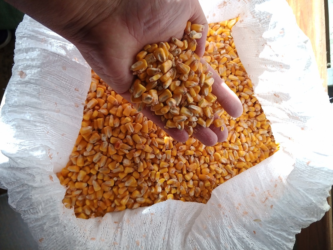 Predam kukuricu, slnecnicu alebo hrach