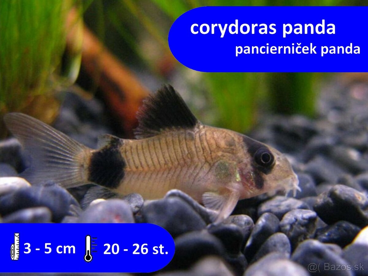 pancierniček panda....corydoras panda