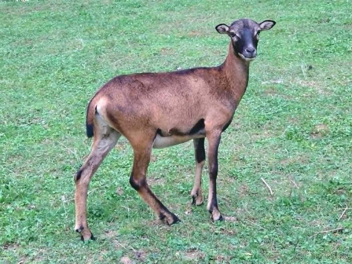 Kameromuflón