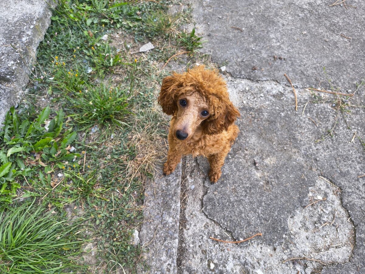 Toy pudel