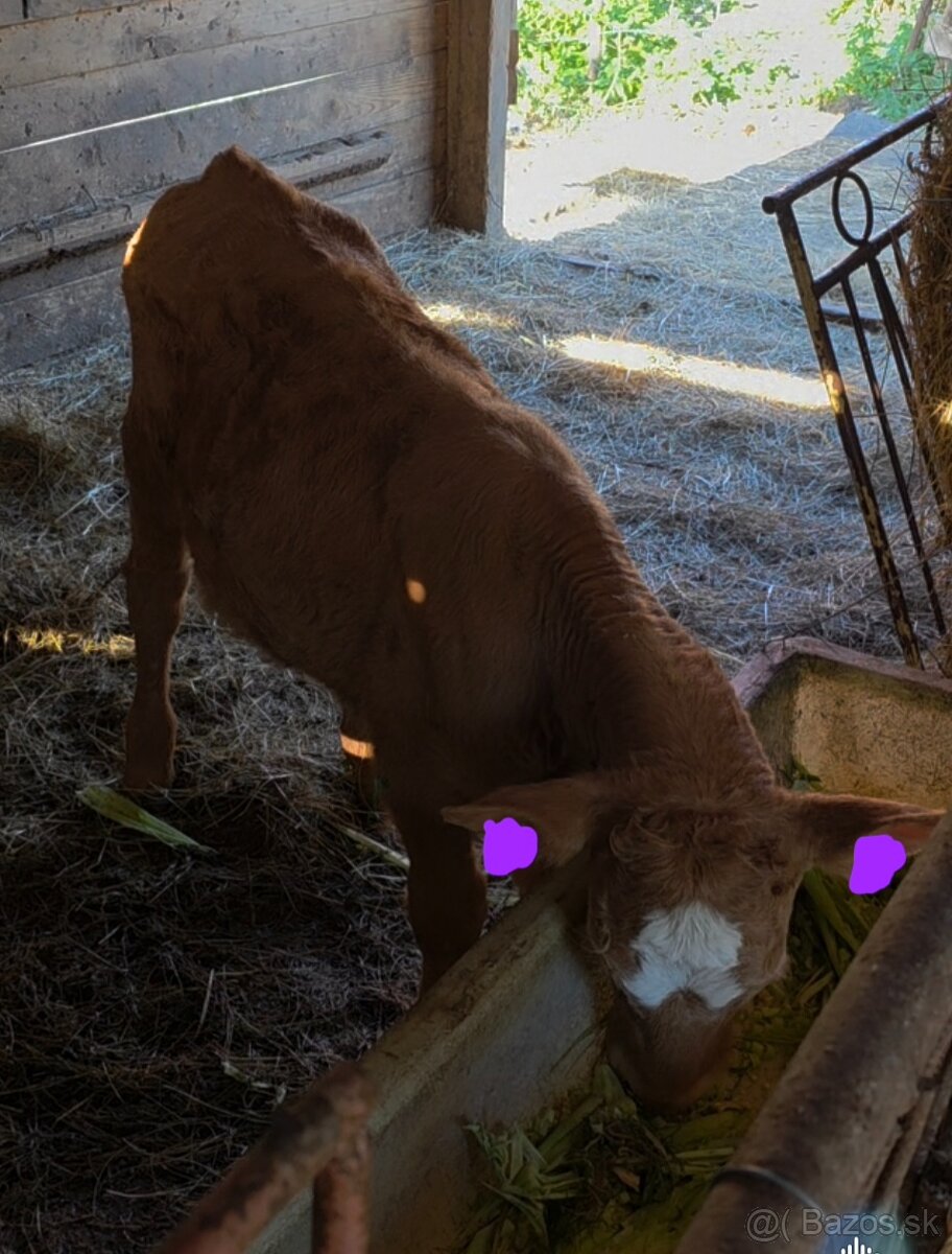 Limuzine