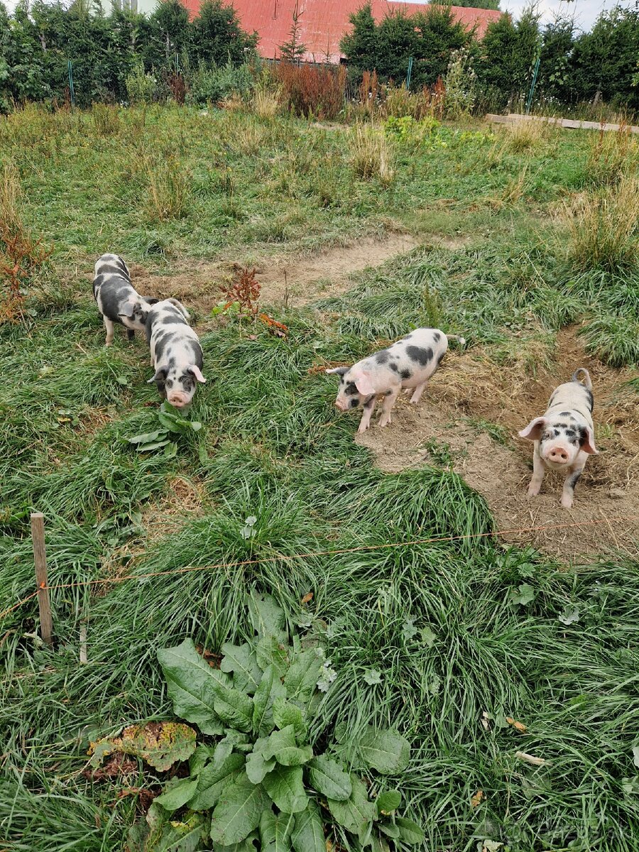 Kune kune
