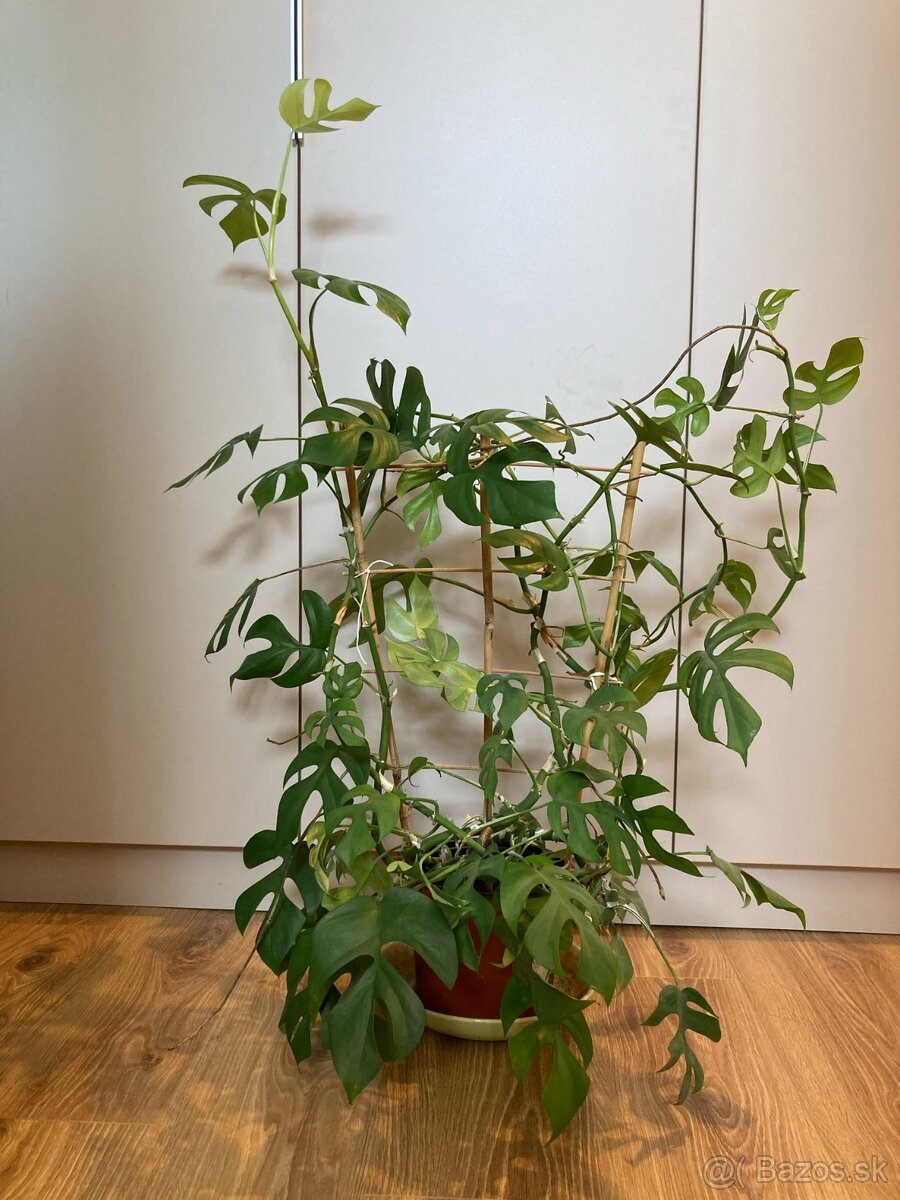 Monstera minima