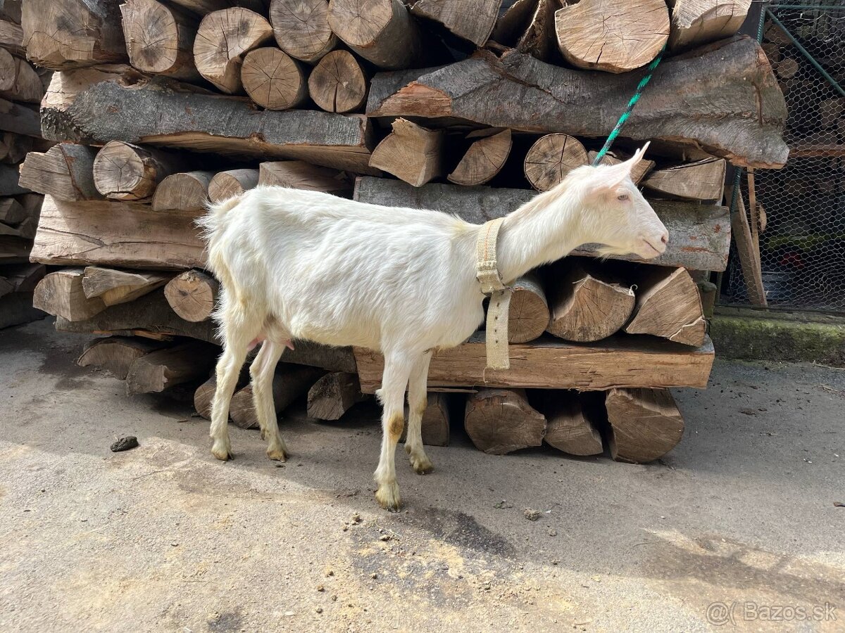 Dojna koza