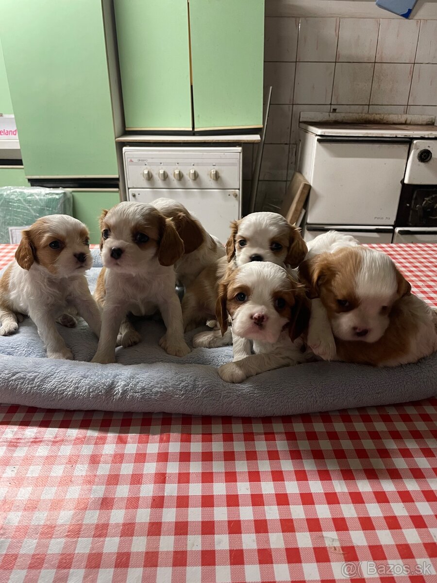 Kavalier King Charles Spaniel