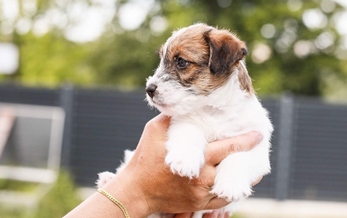 Jack russel teriér s PP