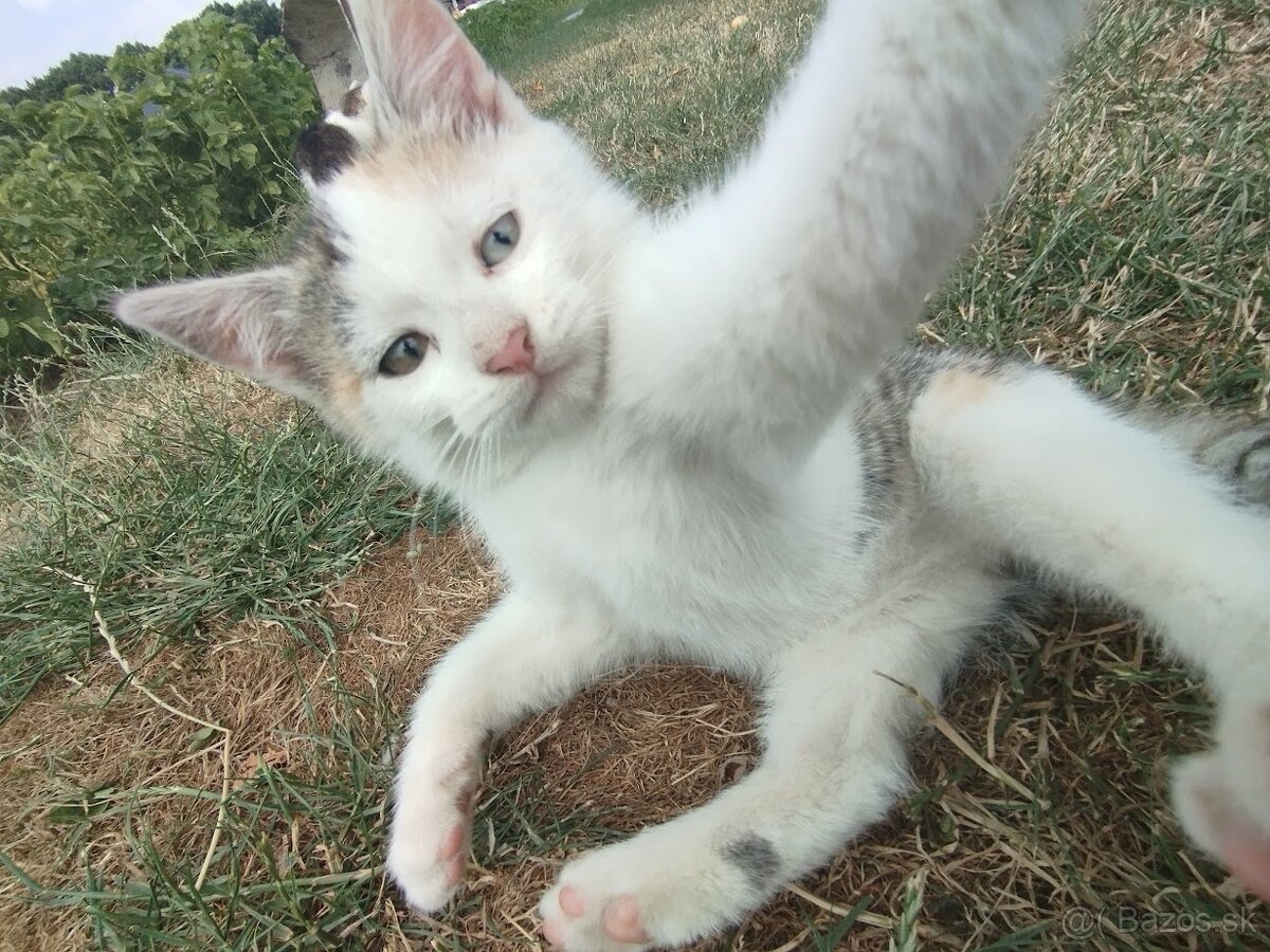 🐾 Darujem krásne mačiatka do dobrých rúk (2 mesačné) 🐾