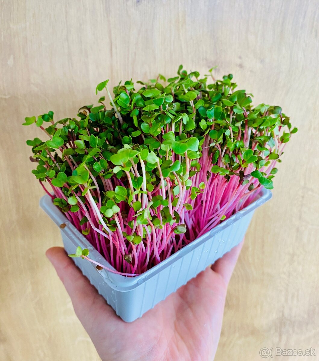 MicroVitality.eu – projekt zameraný na čerstvé microgreens