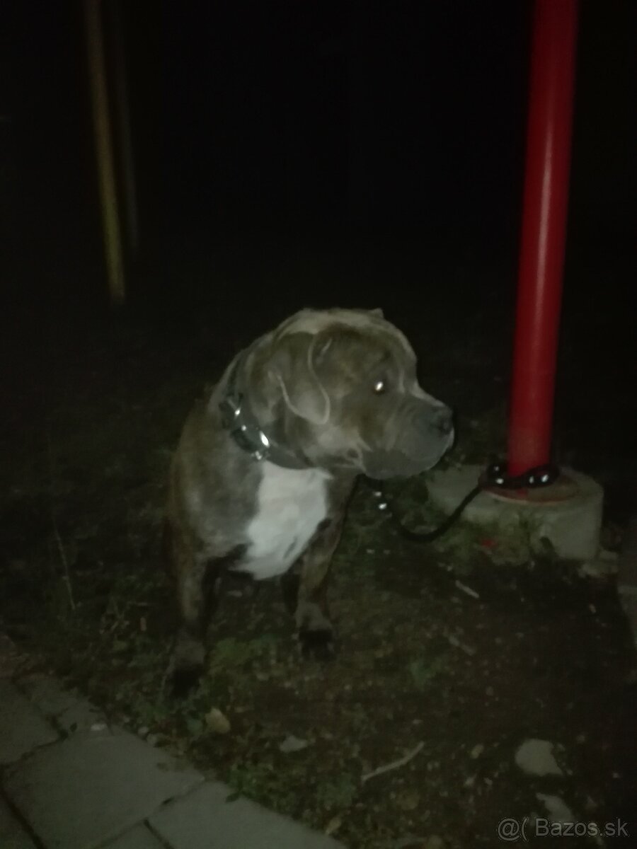 American bully