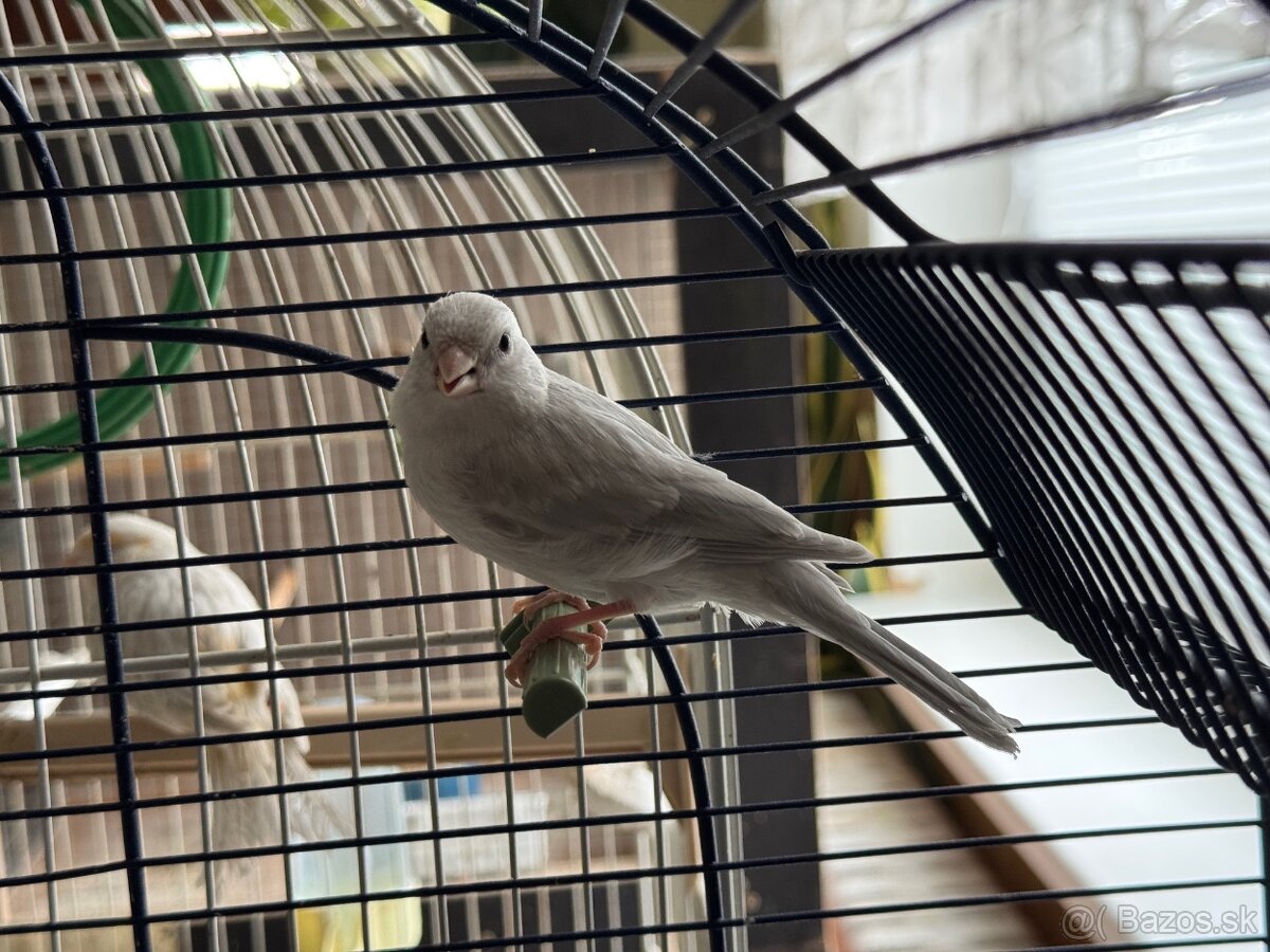 Kanariky