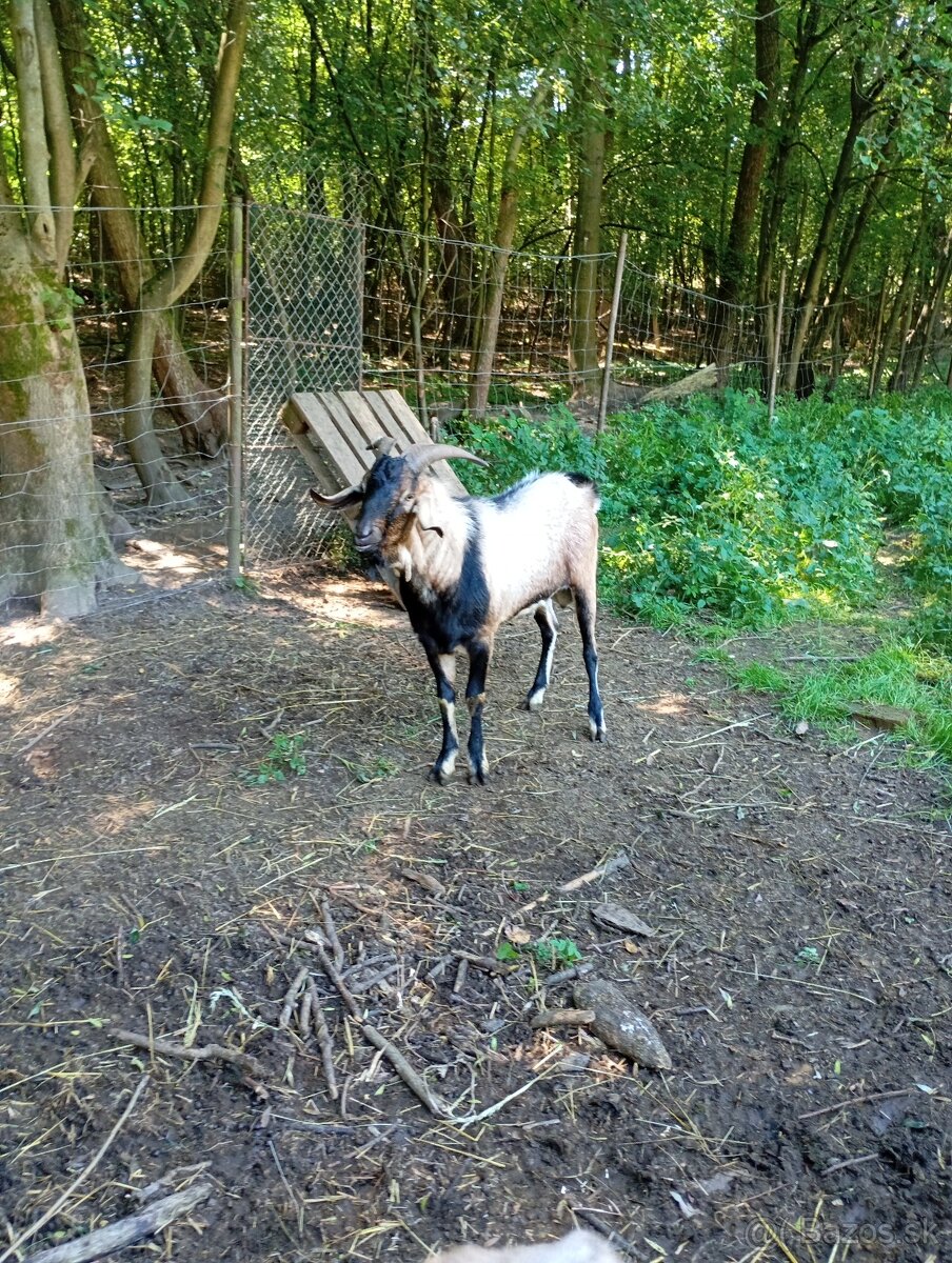 Predám čiapka a kozy