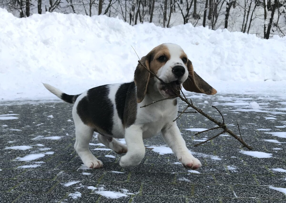 Bígel Beagle Bigl s PP FCI