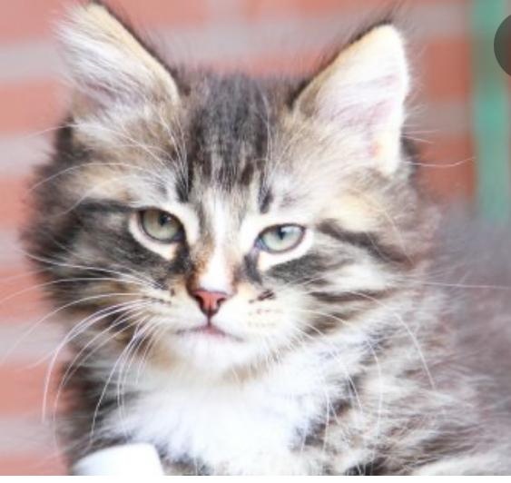 Sibírska mačka - mačiatka 🐈⬛