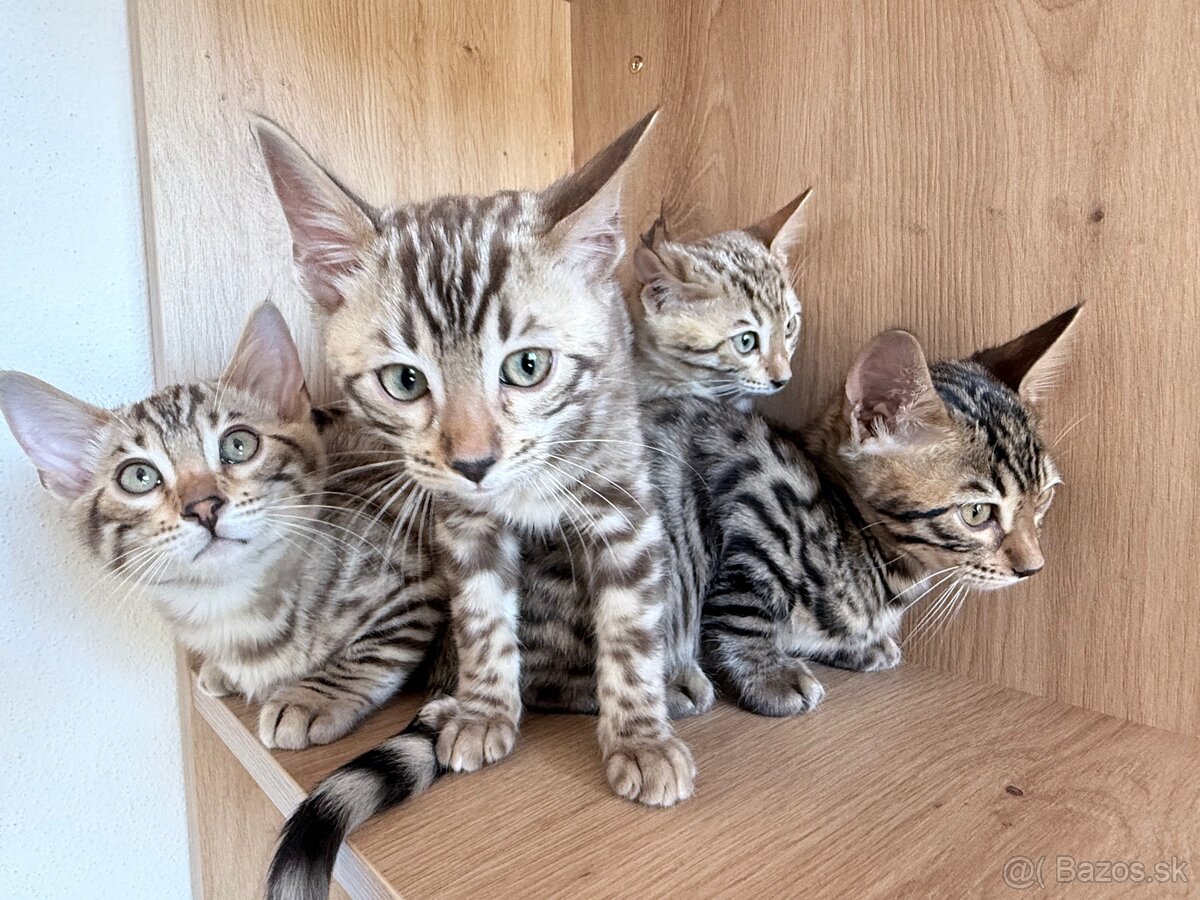 Bengal Cat mačiatka s PP