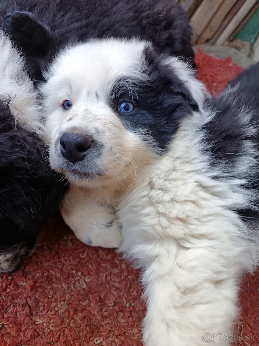 Dárujem za symbolickú cenu steniatka borderkolie
