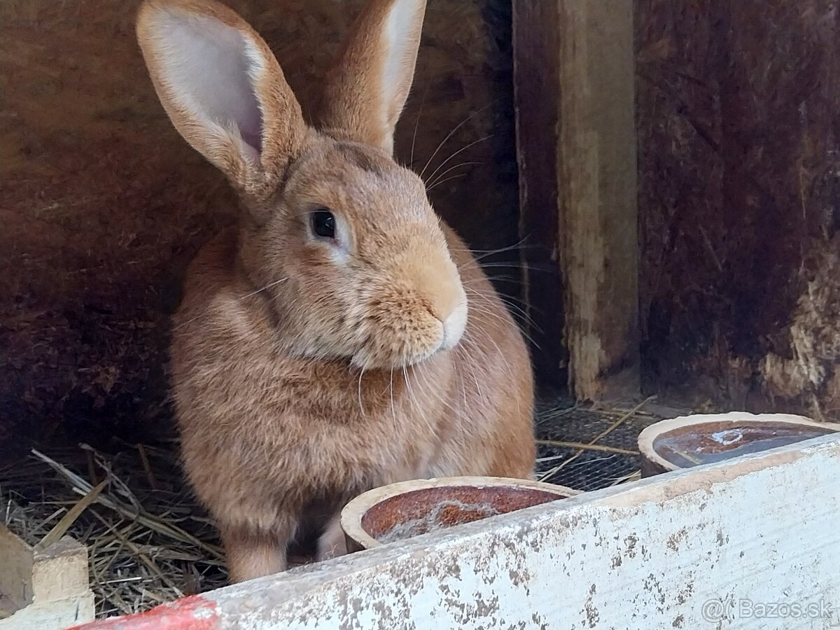 Burgundský králik samica