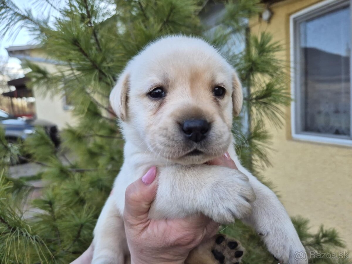 Labrador s PP