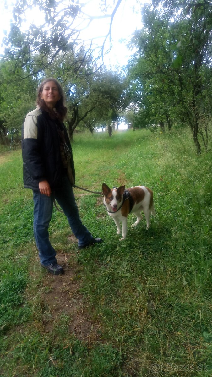 Hľadáme dobrovoľníkov pre psiu škôlku