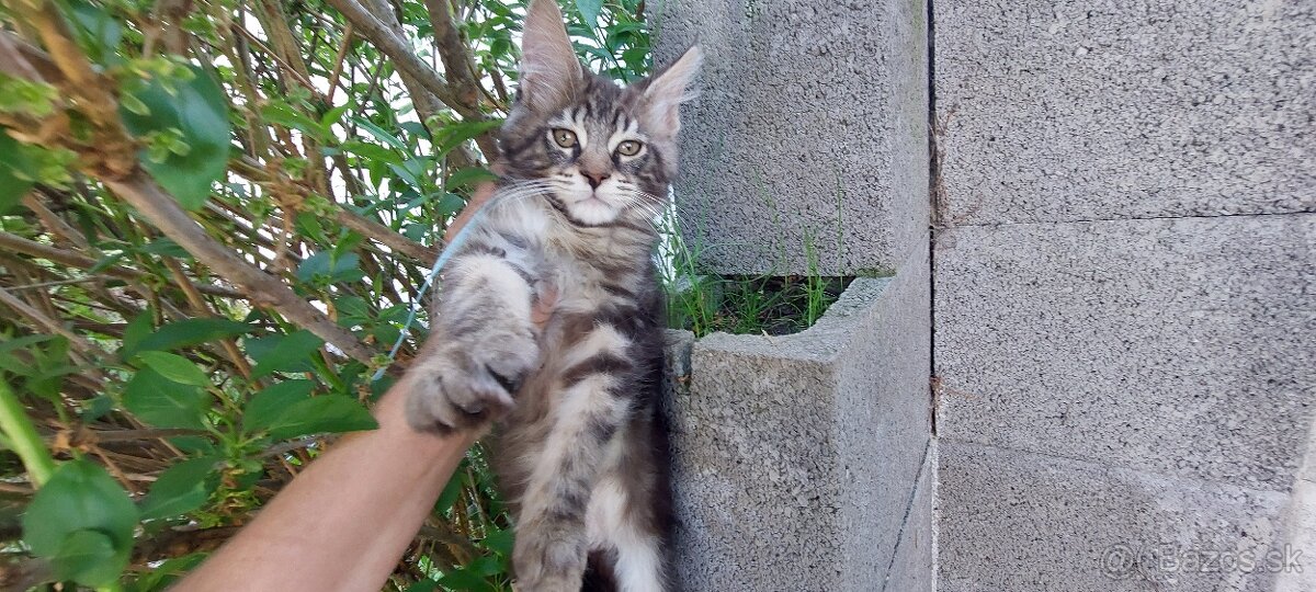 Mainska myvalia Mainne coon Mco