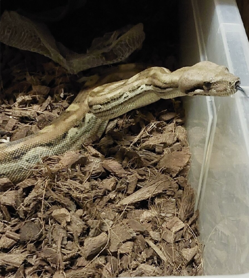 Boa constrictor adult, Doprava po SR/Faunia/ZE/Akvatera
