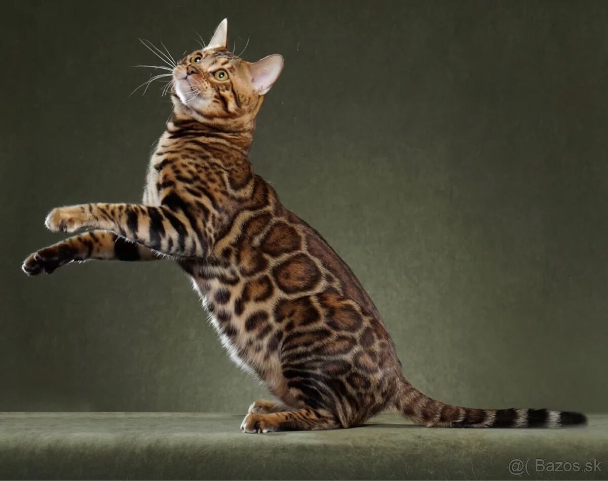 Bengalsky kocur