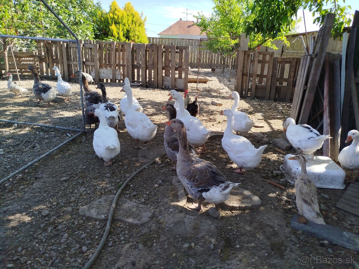 Husy, kačky